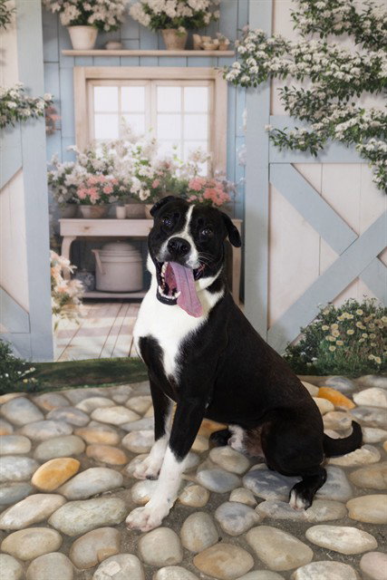 BRUTUS