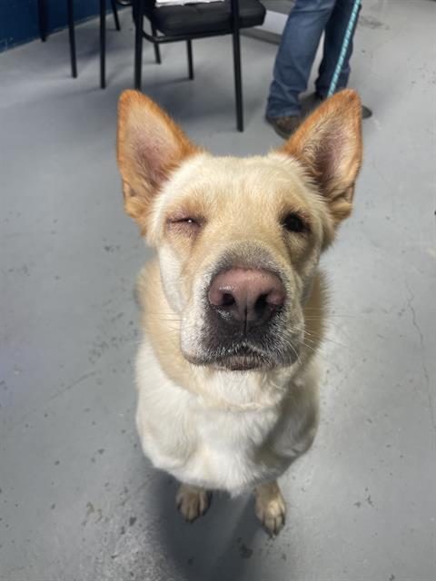 Carolina Dog