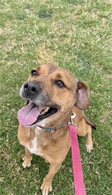 PIPER SCOUT, an adoptable Cocker Spaniel in Corpus Christi, TX