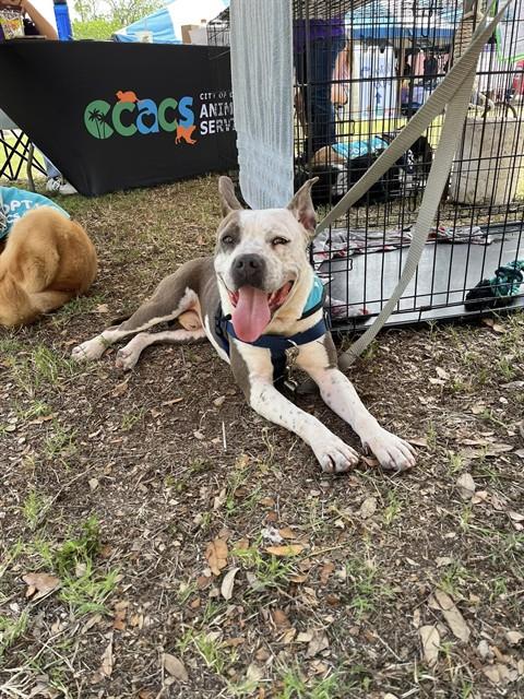 picture of the dog needing adoption