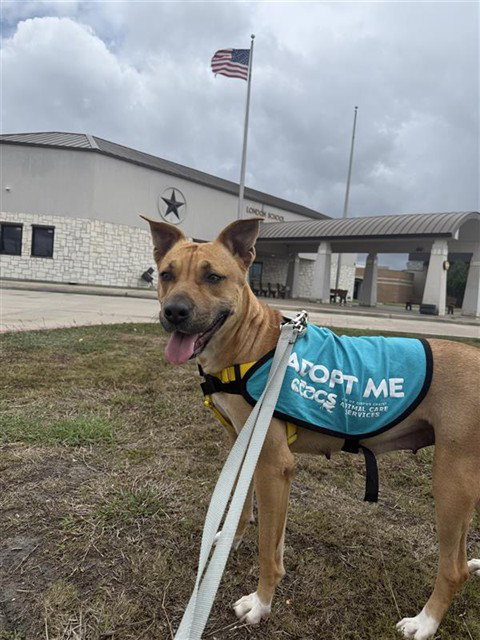 picture of the dog needing adoption