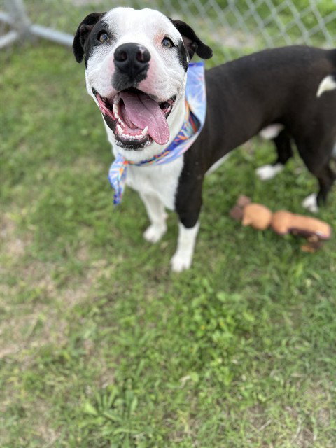 FINN, an adoptable American Pit Bull Terrier in Corpus Christi, TX