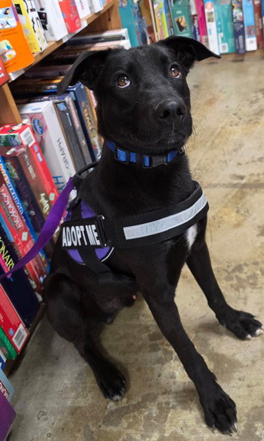 picture of the dog needing adoption