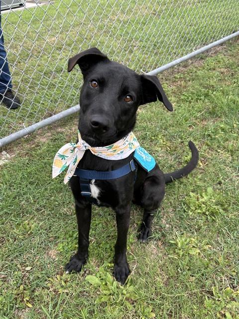LAZARUS, an adoptable German Shepherd Dog in Corpus Christi, TX