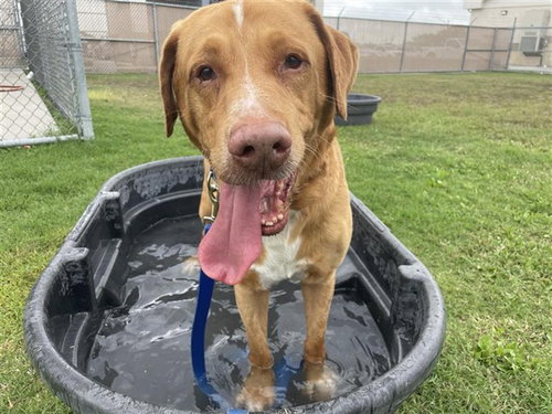 NIMBUS, an adoptable Labrador Retriever in Corpus Christi, TX