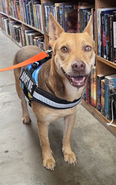 SPRINT, an adoptable Carolina Dog in Corpus Christi, TX
