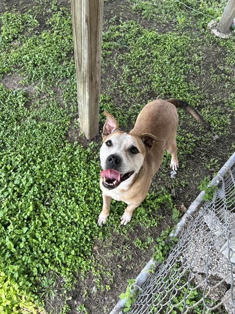 QUEENIE, an adoptable American Pit Bull Terrier in Corpus Christi, TX