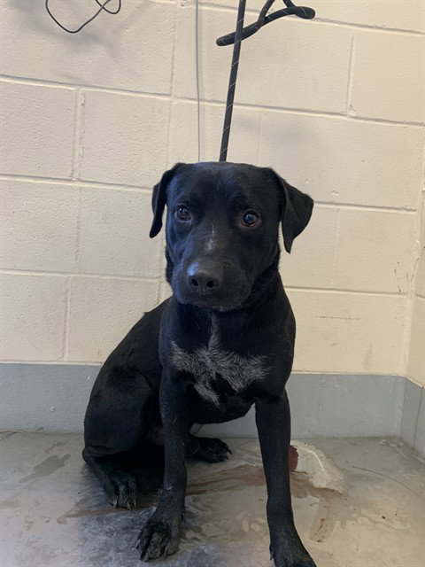 Labrador Retriever