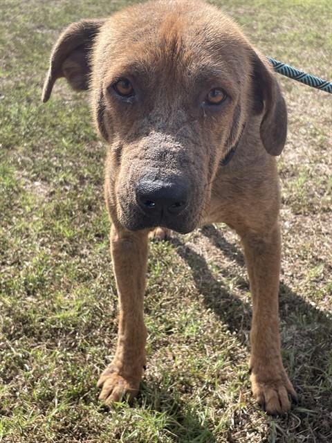HOUSTON, an adoptable Labrador Retriever in Corpus Christi, TX