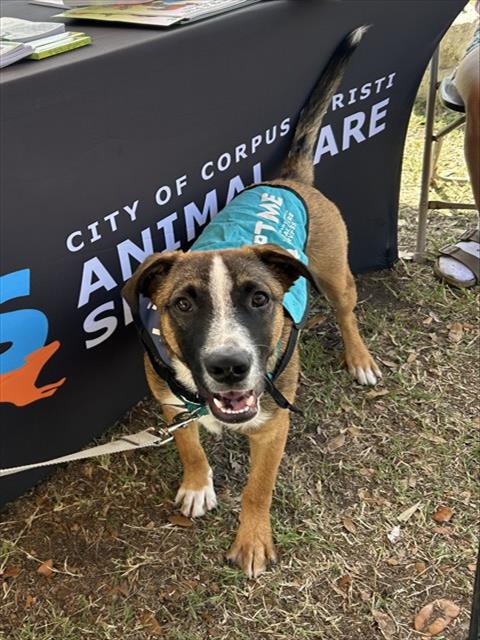 picture of the dog needing adoption