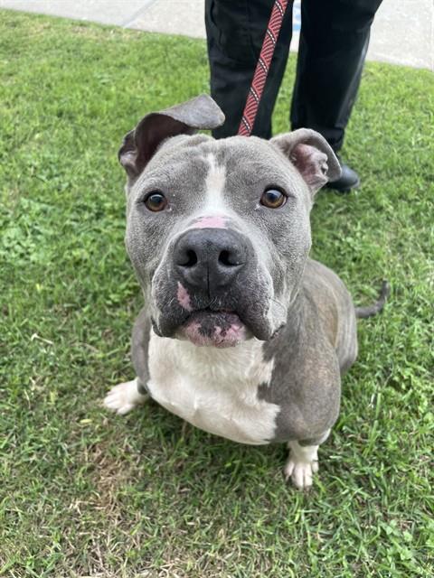 RHINO, an adoptable American Pit Bull Terrier in Corpus Christi, TX
