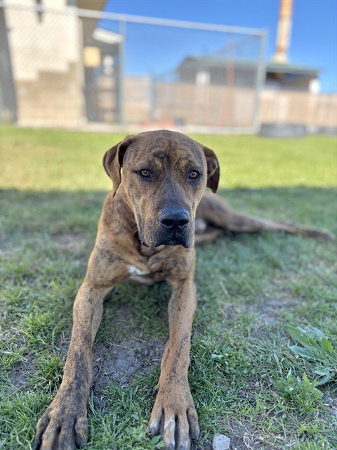 ROSS, an adoptable Boxer in Corpus Christi, TX