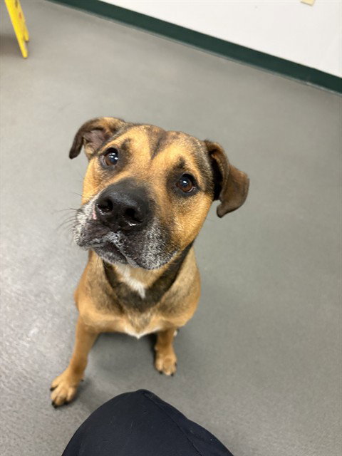 picture of the dog needing adoption