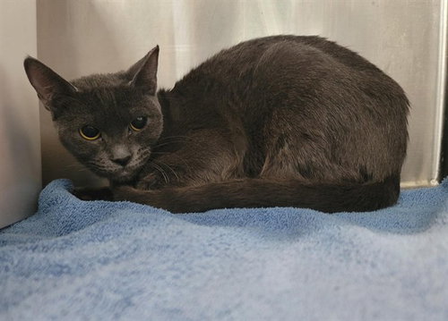 CUDDLES, an adoptable Domestic Short Hair in Corpus Christi, TX