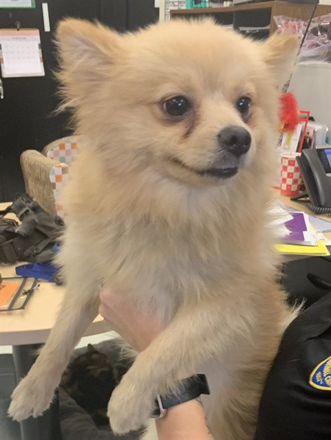 GATSBY, an adoptable Pomeranian in Corpus Christi, TX