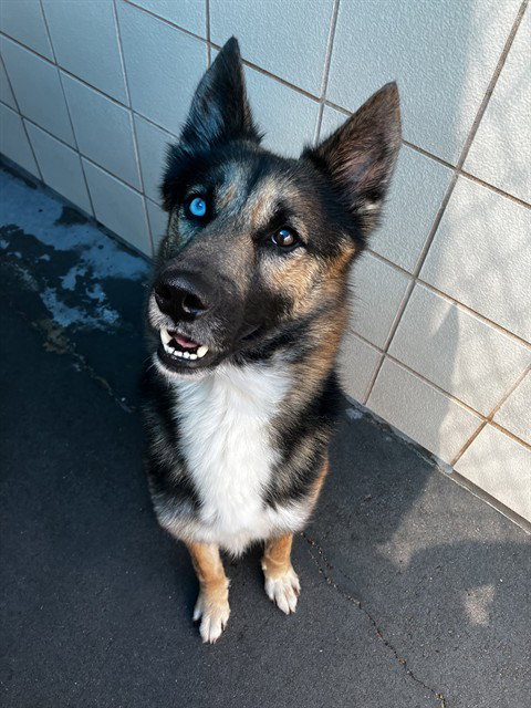 picture of the dog needing adoption