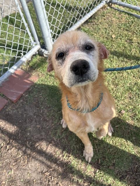 PICKLES, an adoptable Labrador Retriever in Corpus Christi, TX