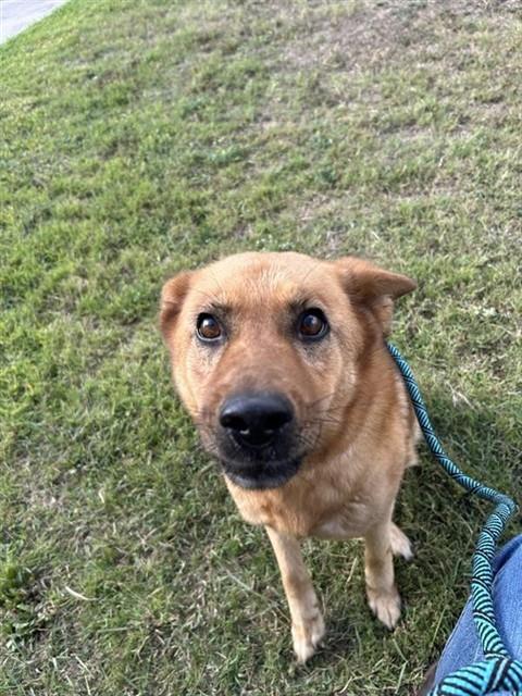 GOLDIE, an adoptable German Shepherd Dog in Corpus Christi, TX