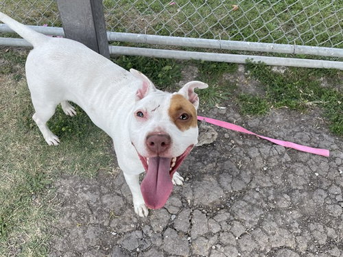 picture of the dog needing adoption