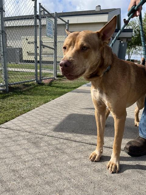 picture of the dog needing adoption