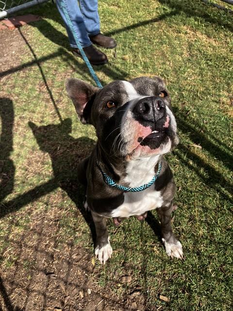 picture of the dog needing adoption