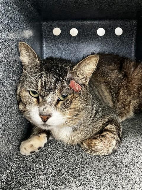 picture of the cat needing adoption