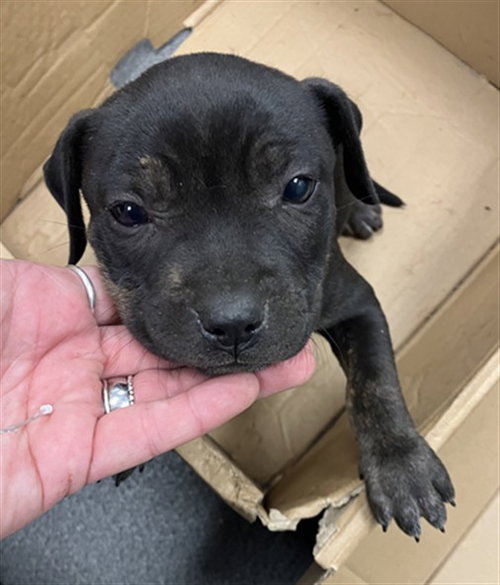 MARLEY, an adoptable American Pit Bull Terrier in Corpus Christi, TX