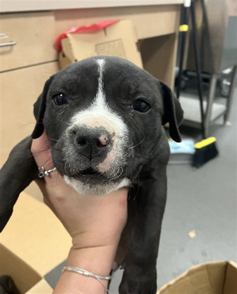MONROE, an adoptable American Pit Bull Terrier in Corpus Christi, TX