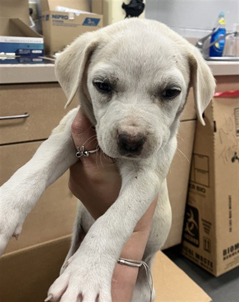 CASPER, an adoptable American Pit Bull Terrier in Corpus Christi, TX