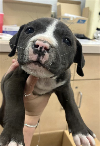 JOEY, an adoptable American Pit Bull Terrier in Corpus Christi, TX