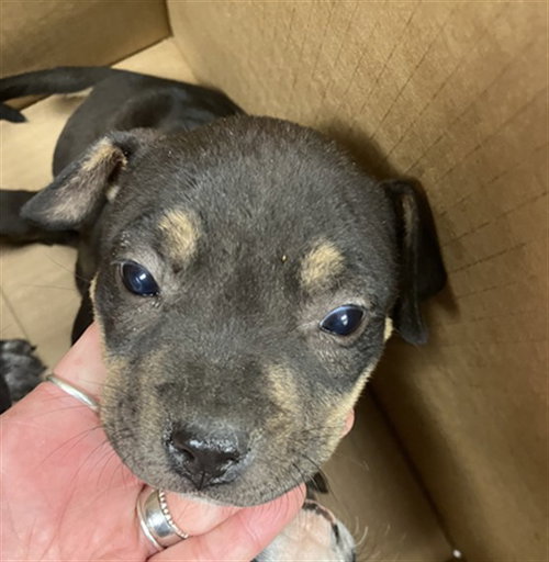 BONNIE, an adoptable American Pit Bull Terrier in Corpus Christi, TX