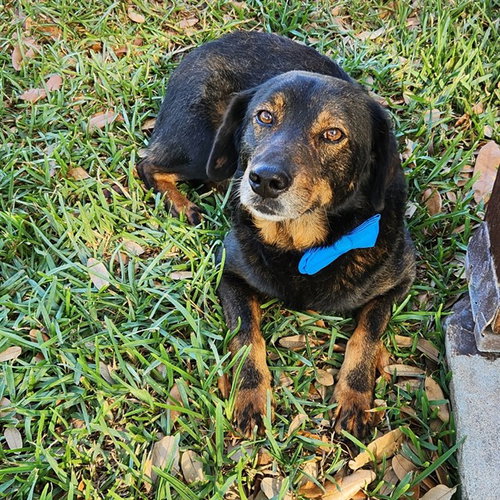 ANDY, an adoptable Dachshund in Corpus Christi, TX