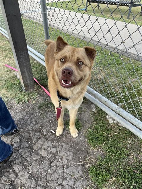 SUNOCO, an adoptable Chow Chow in Corpus Christi, TX