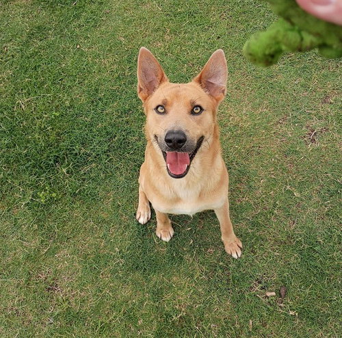 LEMON, an adoptable Carolina Dog in Corpus Christi, TX
