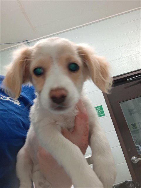 JASPER, an adoptable Cavalier King Charles Spaniel in Corpus Christi, TX