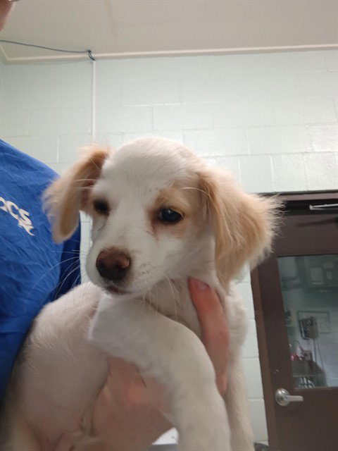 ASPER, an adoptable Cavalier King Charles Spaniel in Corpus Christi, TX