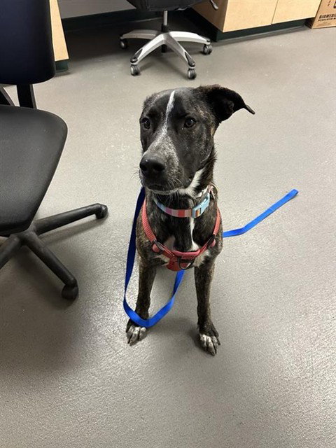 MELODY, an adoptable Plott Hound in Corpus Christi, TX