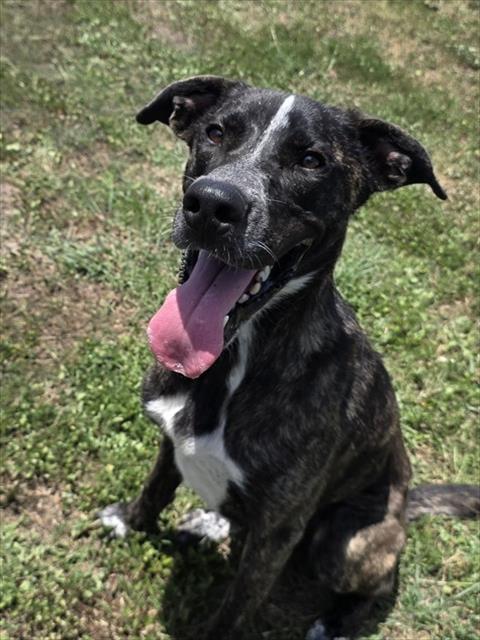 MELODY, an adoptable Plott Hound in Corpus Christi, TX
