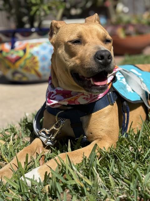 BAMBI, an adoptable American Pit Bull Terrier in Corpus Christi, TX