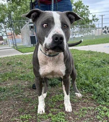 BAILEY, an adoptable American Pit Bull Terrier in Corpus Christi, TX