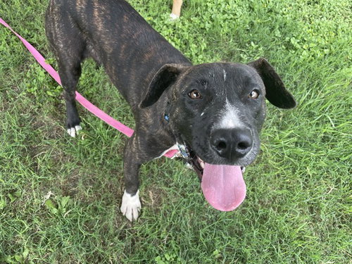 HAM, an adoptable American Pit Bull Terrier in Corpus Christi, TX