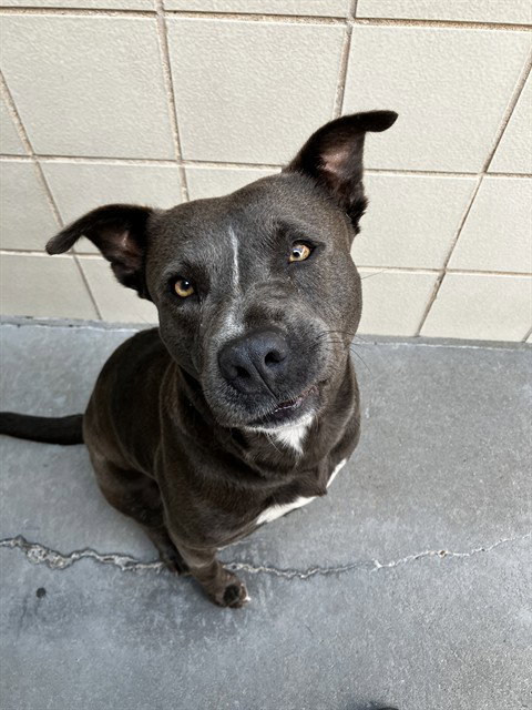 ANITA, an adoptable American Pit Bull Terrier in Corpus Christi, TX