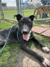 CHICO - Photo 1