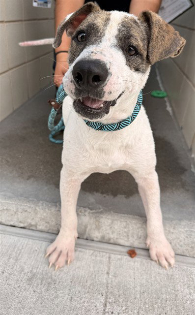 SAMMY, an adoptable American Pit Bull Terrier in Corpus Christi, TX