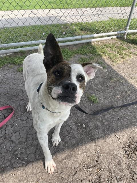 BLUE 2, an adoptable American Pit Bull Terrier in Corpus Christi, TX