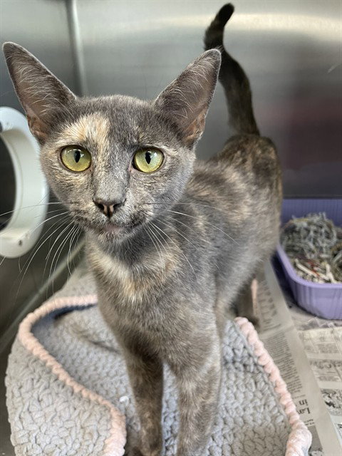 UMIYA, an adoptable Domestic Short Hair in Corpus Christi, TX