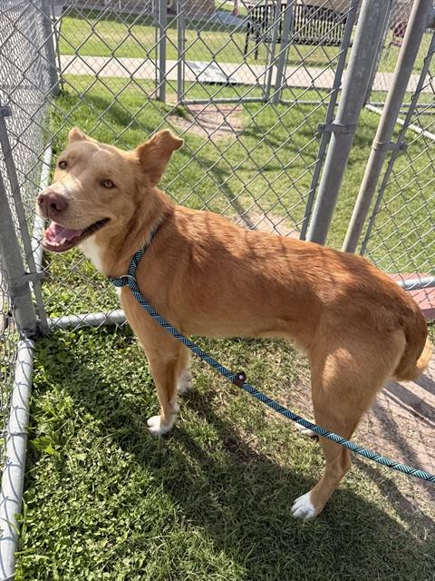 KINGSTON, an adoptable Carolina Dog in Corpus Christi, TX