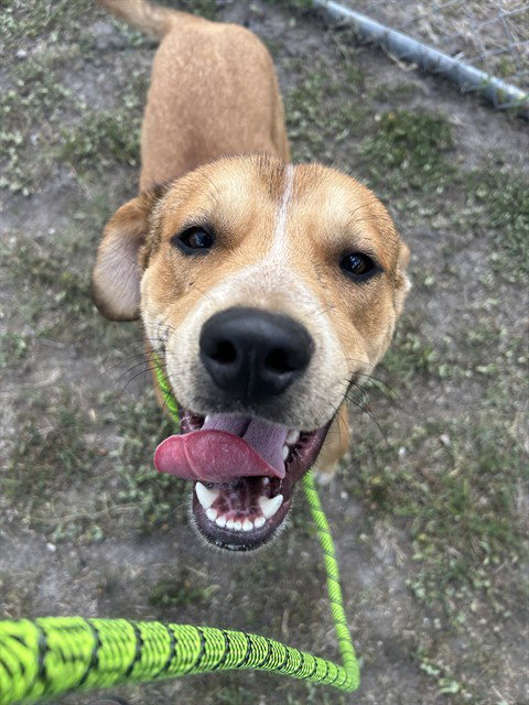 ROBIN - Labrador Retriever available for adoption