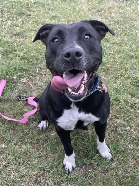 SHAYLA, an adoptable Labrador Retriever in Corpus Christi, TX