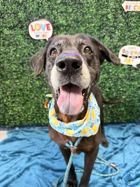 MEMPHIS, an adoptable Labrador Retriever in Corpus Christi, TX
